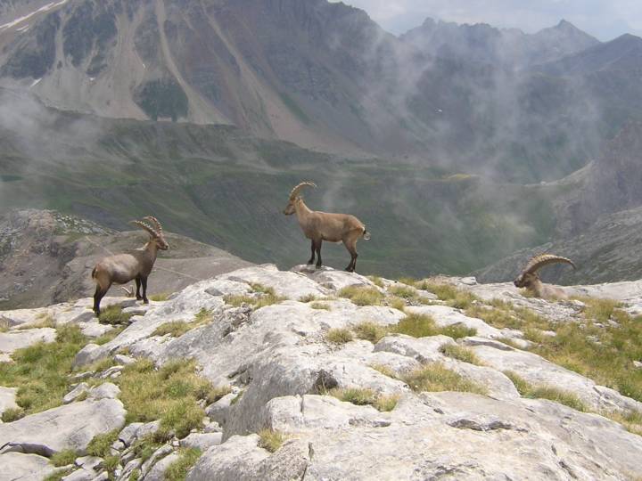 Des bouquetins au Grand Galibier 